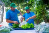 PPL de Granja Ko’ê Pyahu empiezan cosecha y venta de lechuga hidropónica a precio de oferta