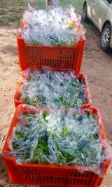Continúa la producción y venta de lechugas hidropónicas cultivadas por PPL de la Granja Ko’e Pyahu