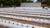 PPL de la Granja Ko’ē Pyahu ahora inician cultivo de locotes y tienen la meta de cosechar 3000 k