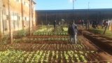 En Cereso inician producción de hortalizas para autoconsumo