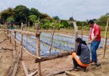 PPL inicia cultivo de tomate con riego a goteo en la granja penitenciaria Ita Porã
