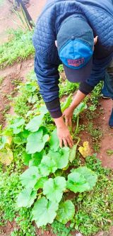En Misiones, personas privadas de libertad generan sus propios alimentos con cultivos de verduras y frutas