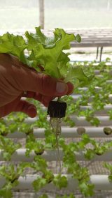 PPL producen lechugas de gran calidad con método hidropónico