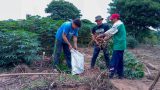 Producción agrícola de mandioca abastece a la población penitenciaria en Emboscada