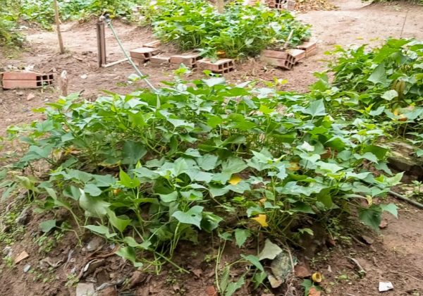 Huerta Ko’e 2