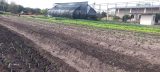 Adolescentes del C.E. de Concepción triplican cultivo de frutas y hortalizas en huerta institucional