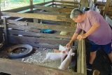 Proyecto productivo: PPL de la Granja Itá Porá impulsan exitosa producción porcina en Emboscada